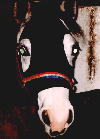 gellingfoal.gif